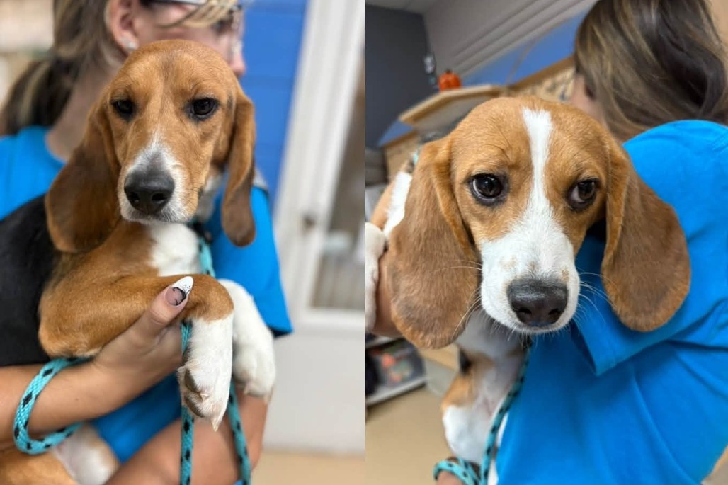Help Fund the Hound Haul! 🐾