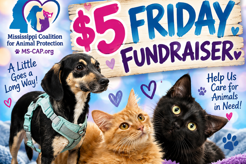 $5 Fridays