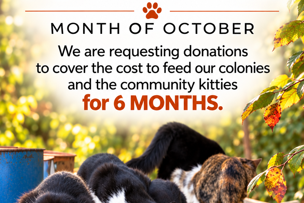 Community Cat Food Drive