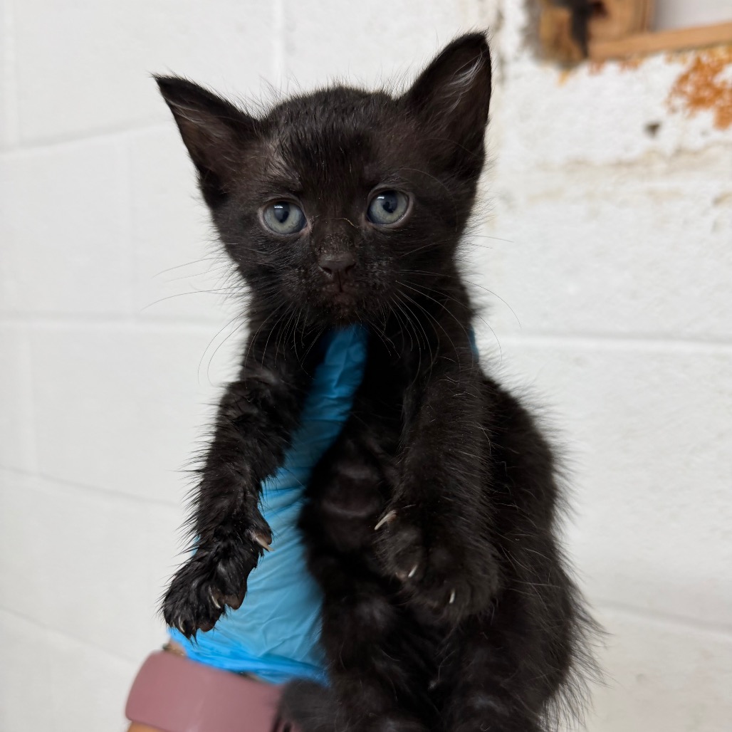 Ricotta, available for adoption at PVAS