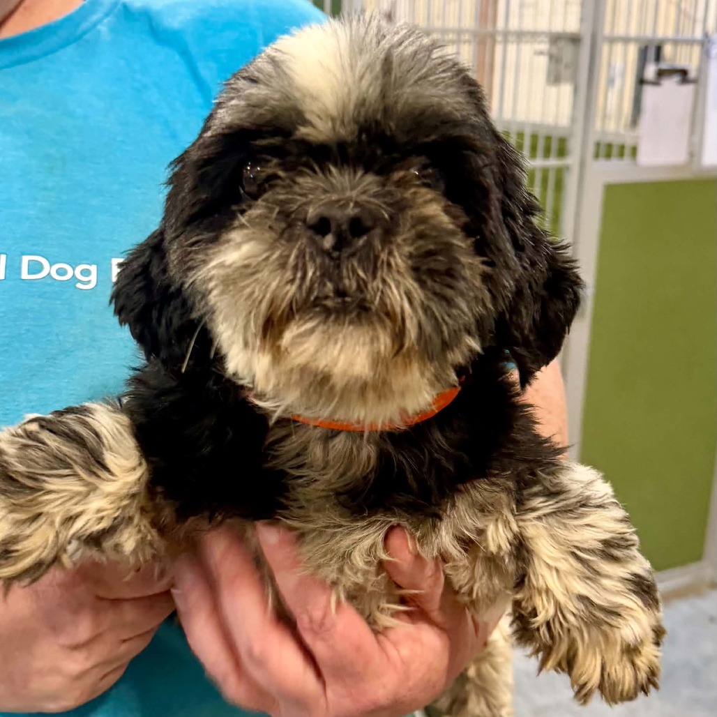 HEIDI (AG26-162) - Shih Tzu available for adoption