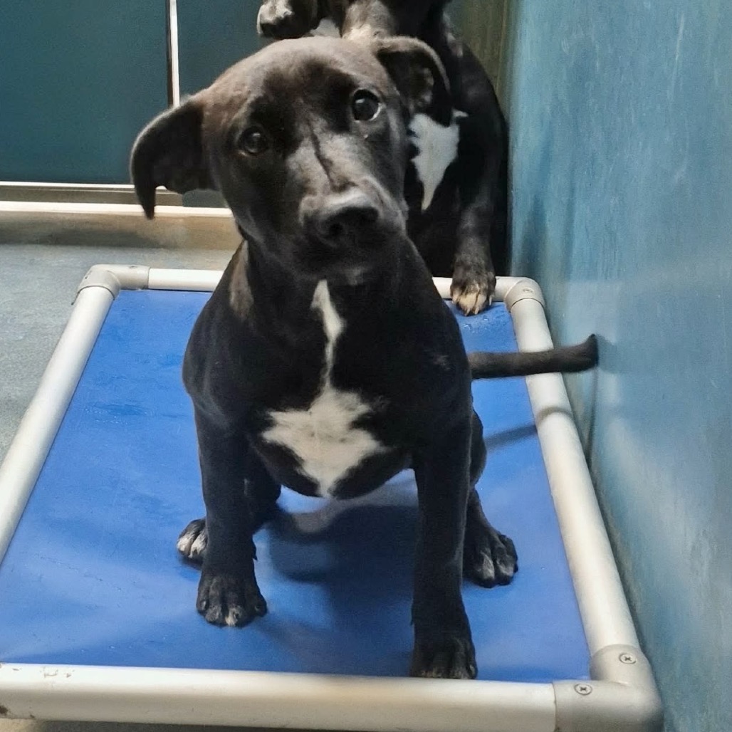 WHITE SOCKS - Shepherd / Mix available for adoption