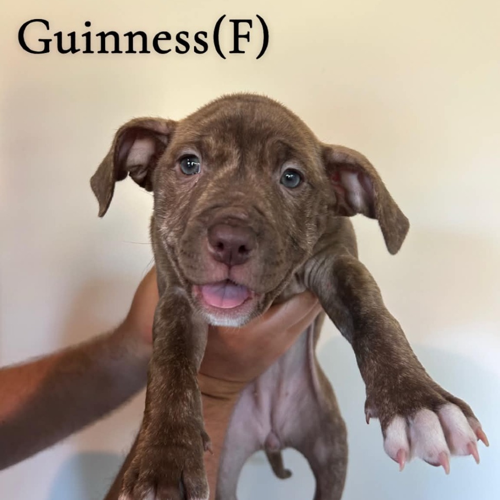 Guinness
