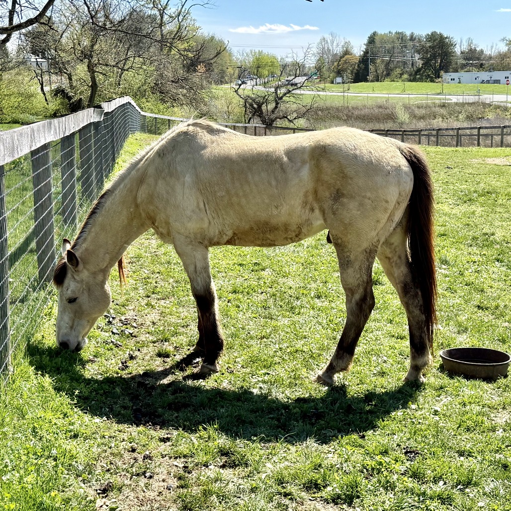 FORD - Pony, Connemara / Thoroughbred available for adoption