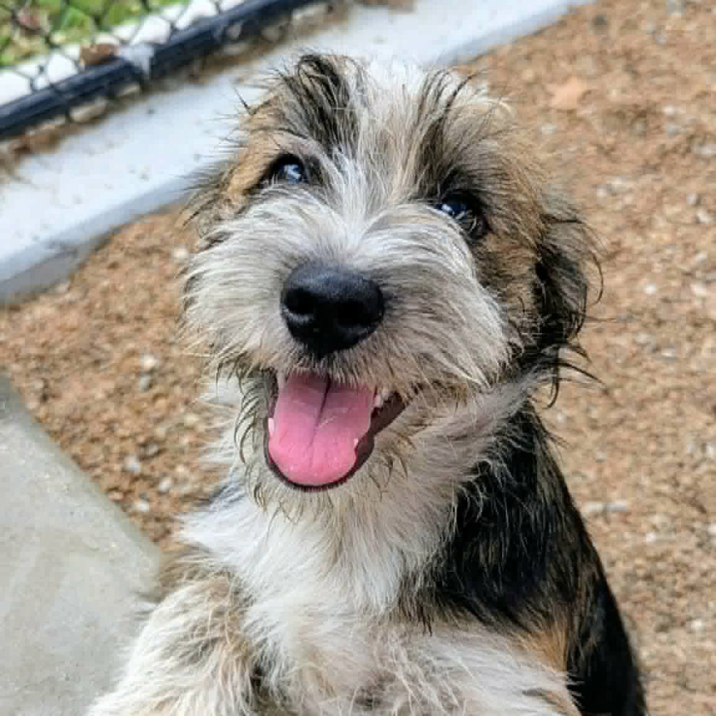 CINNAMON - Mixed Breed (Medium) available for adoption