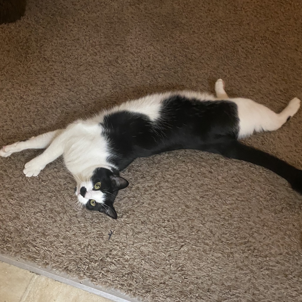 FRANKIE - Domestic Shorthair available for adoption