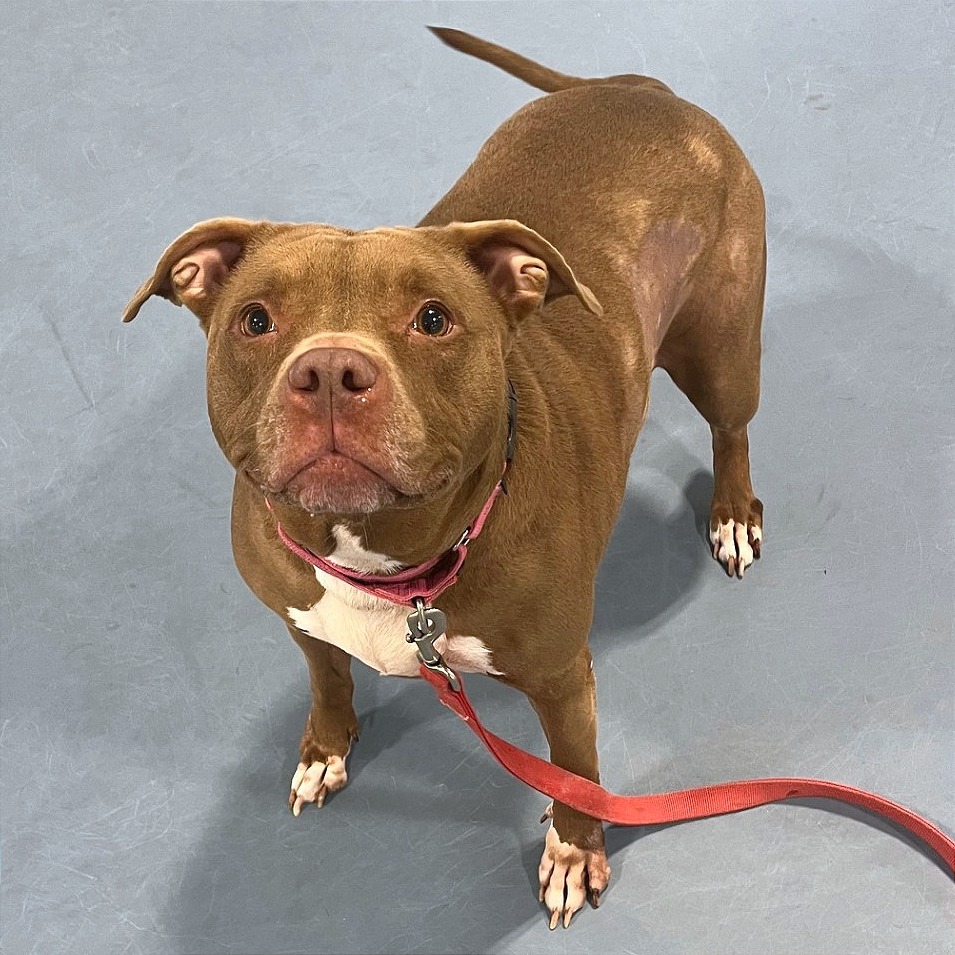 Poochie — thumbnail 3