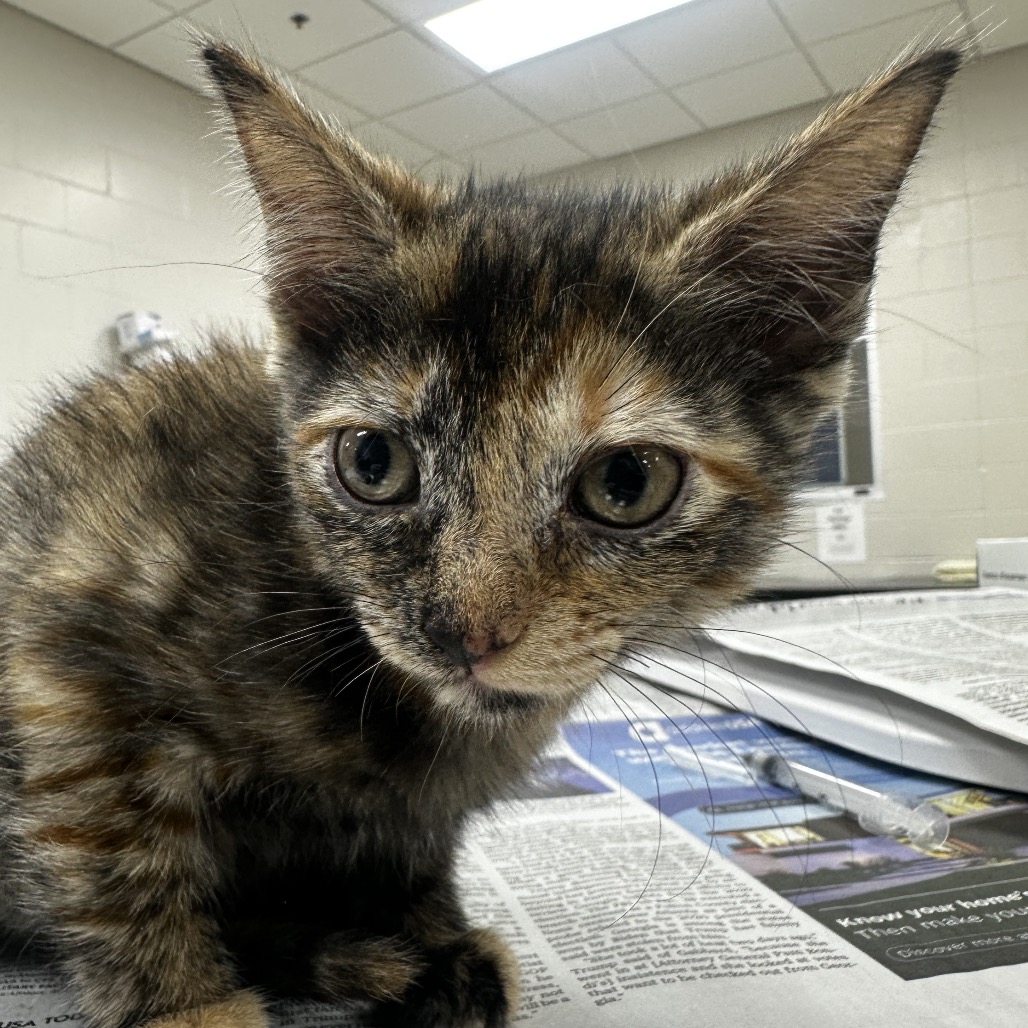 CAT EYE - Domestic Shorthair available for adoption