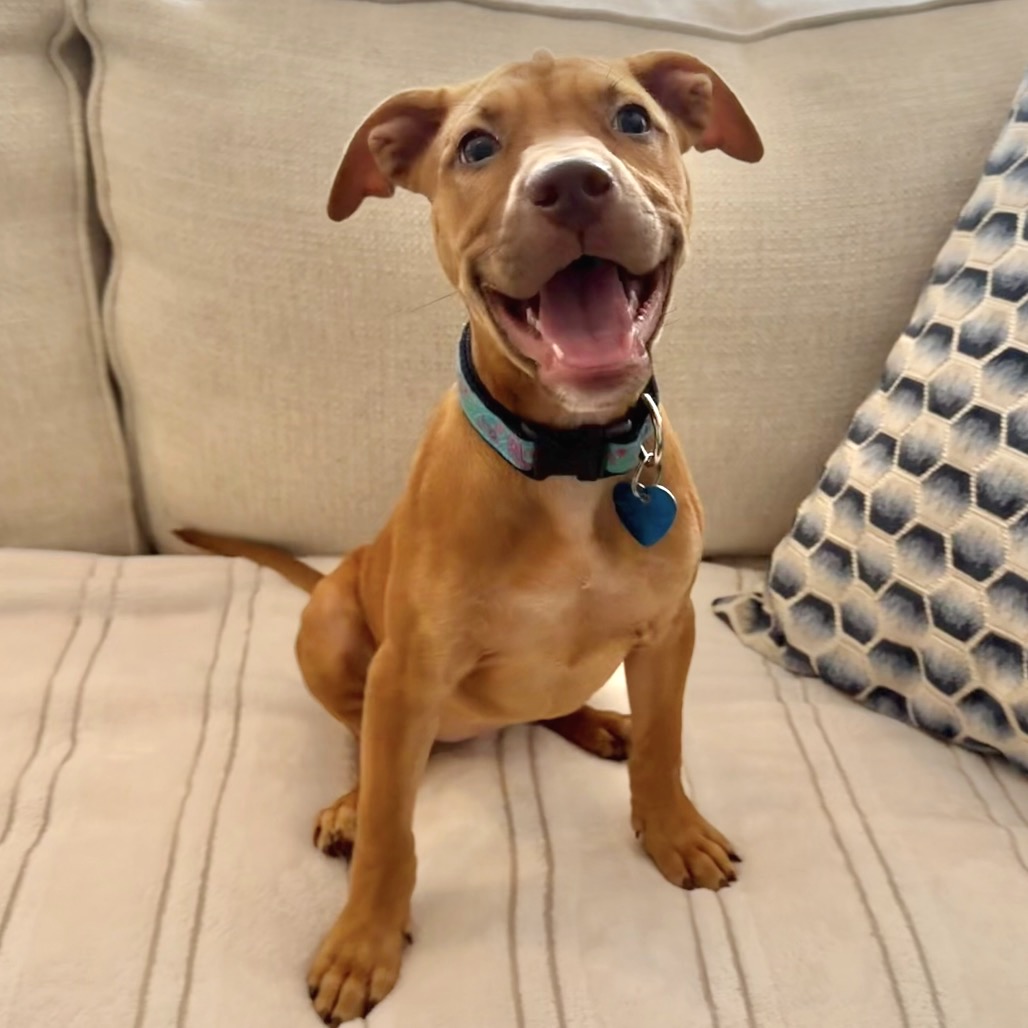 DESTINY - Terrier / Black Mouth Cur available for adoption
