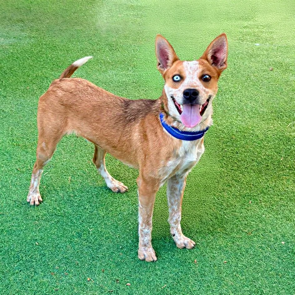 ALLEN - Mixed Breed (Medium) available for adoption