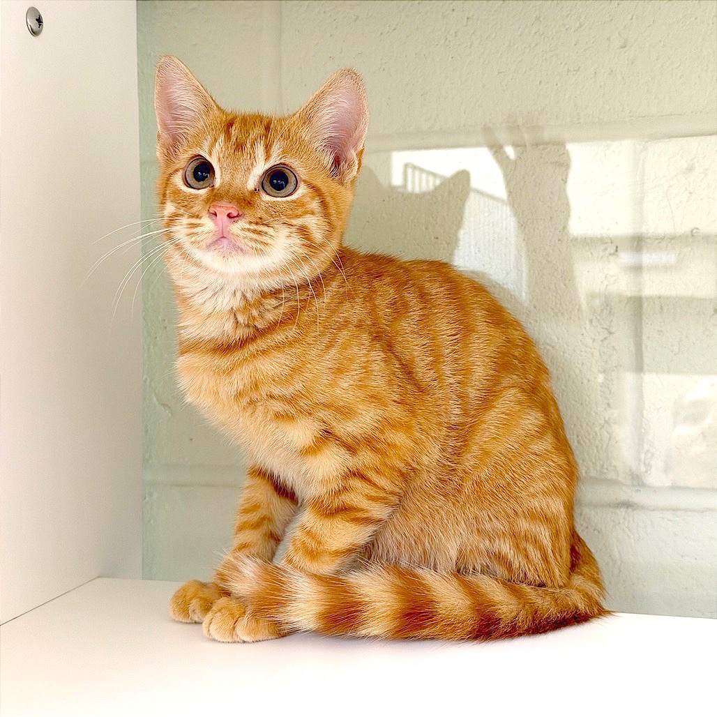 CALCIFER - Domestic Shorthair / Domestic Shorthair available for adoption