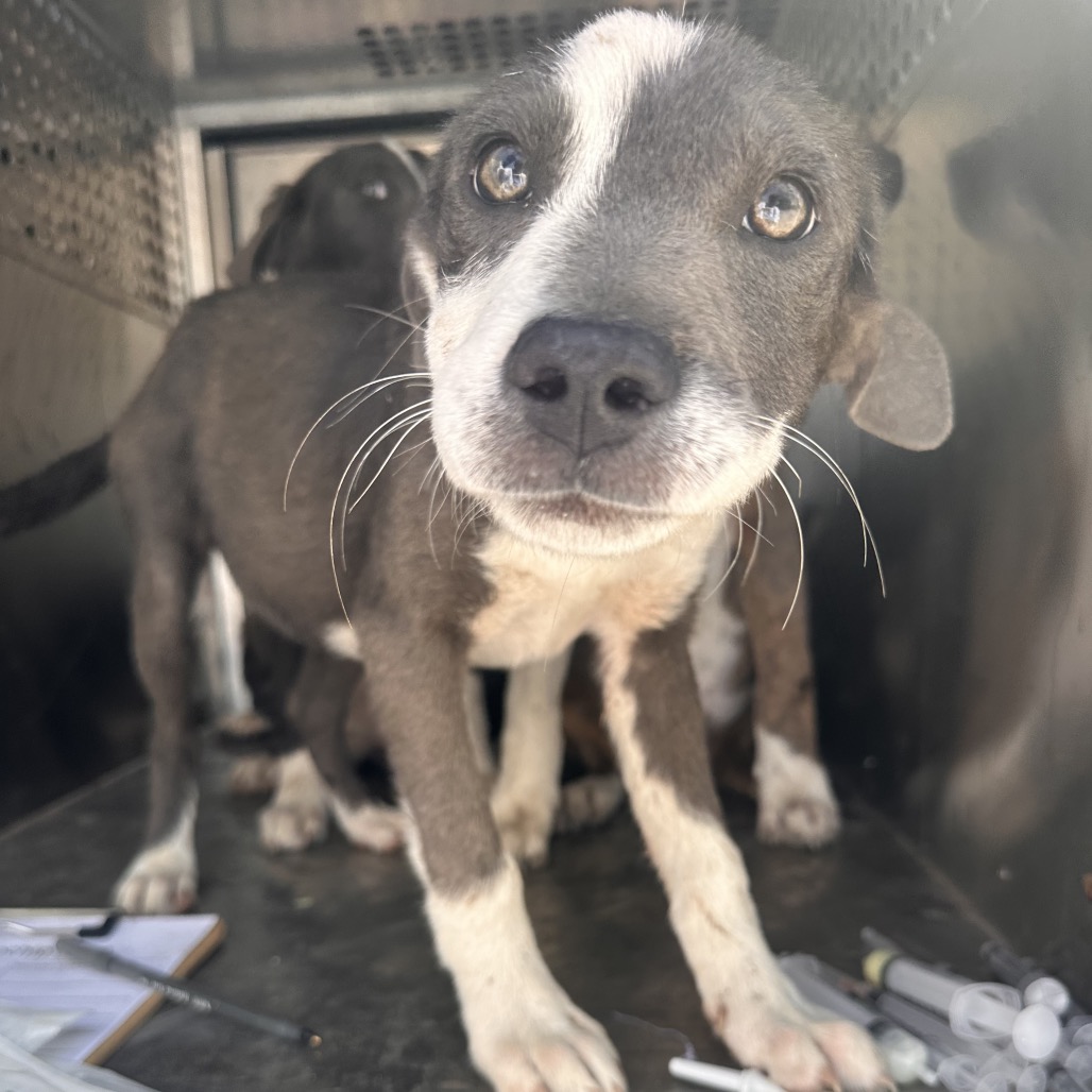 CLOUDY - Terrier / Pit Bull available for adoption