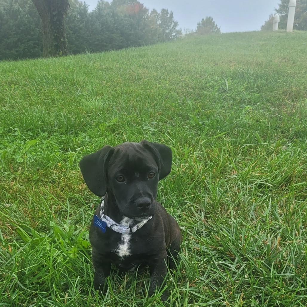 BONGO - Retriever, Black Labrador / Terrier available for adoption