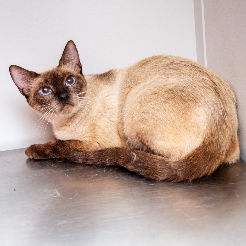 SISTER - Siamese / Mix available for adoption