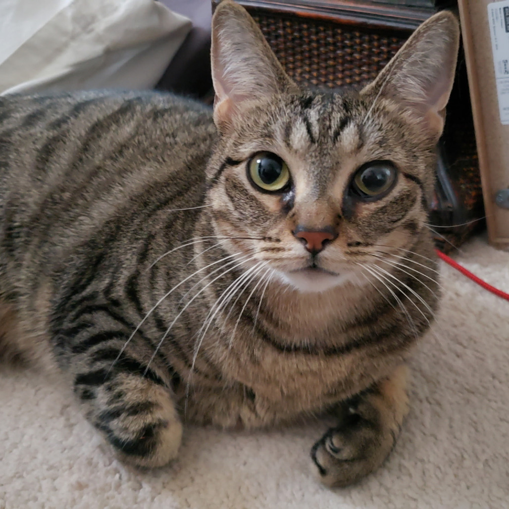 Harley, photo 8