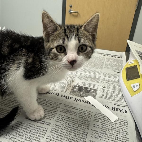 BALENCIAGA - Domestic Shorthair available for adoption
