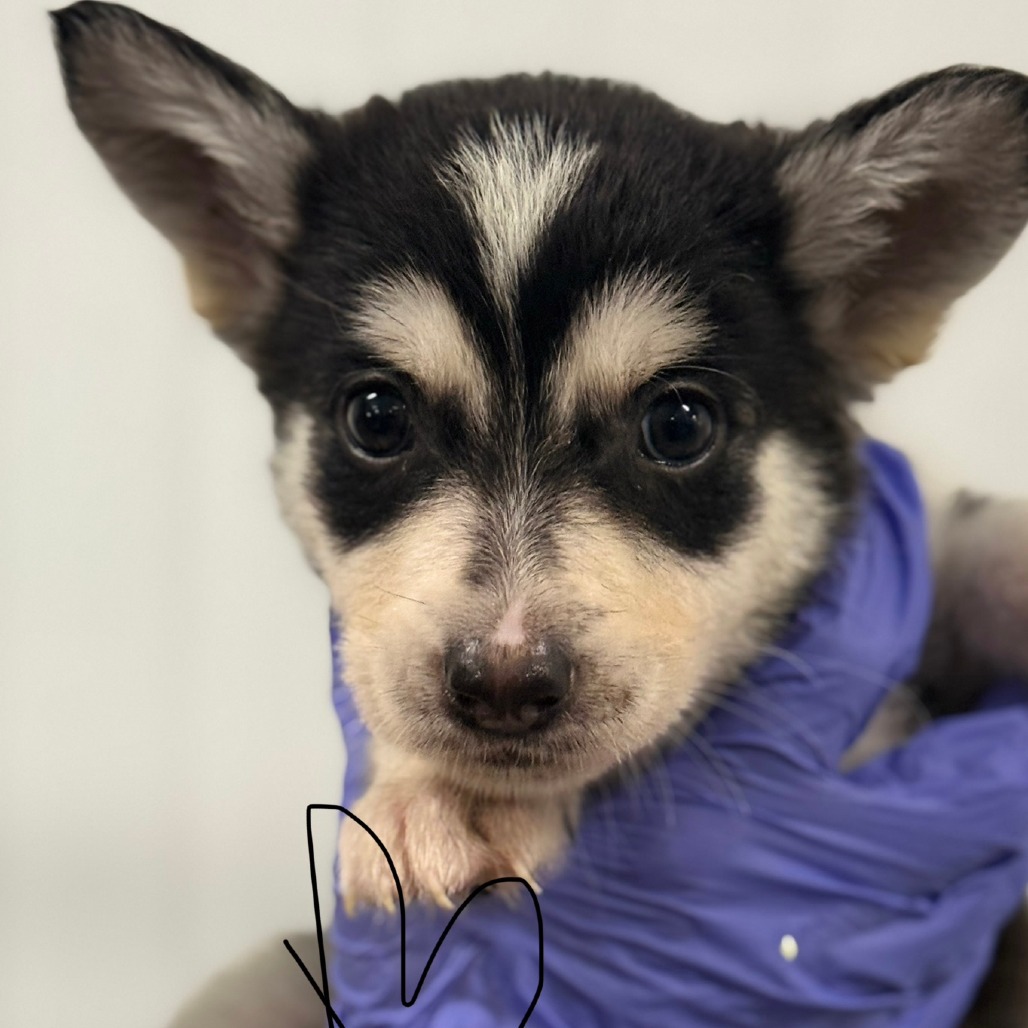 Jasper — thumbnail 2