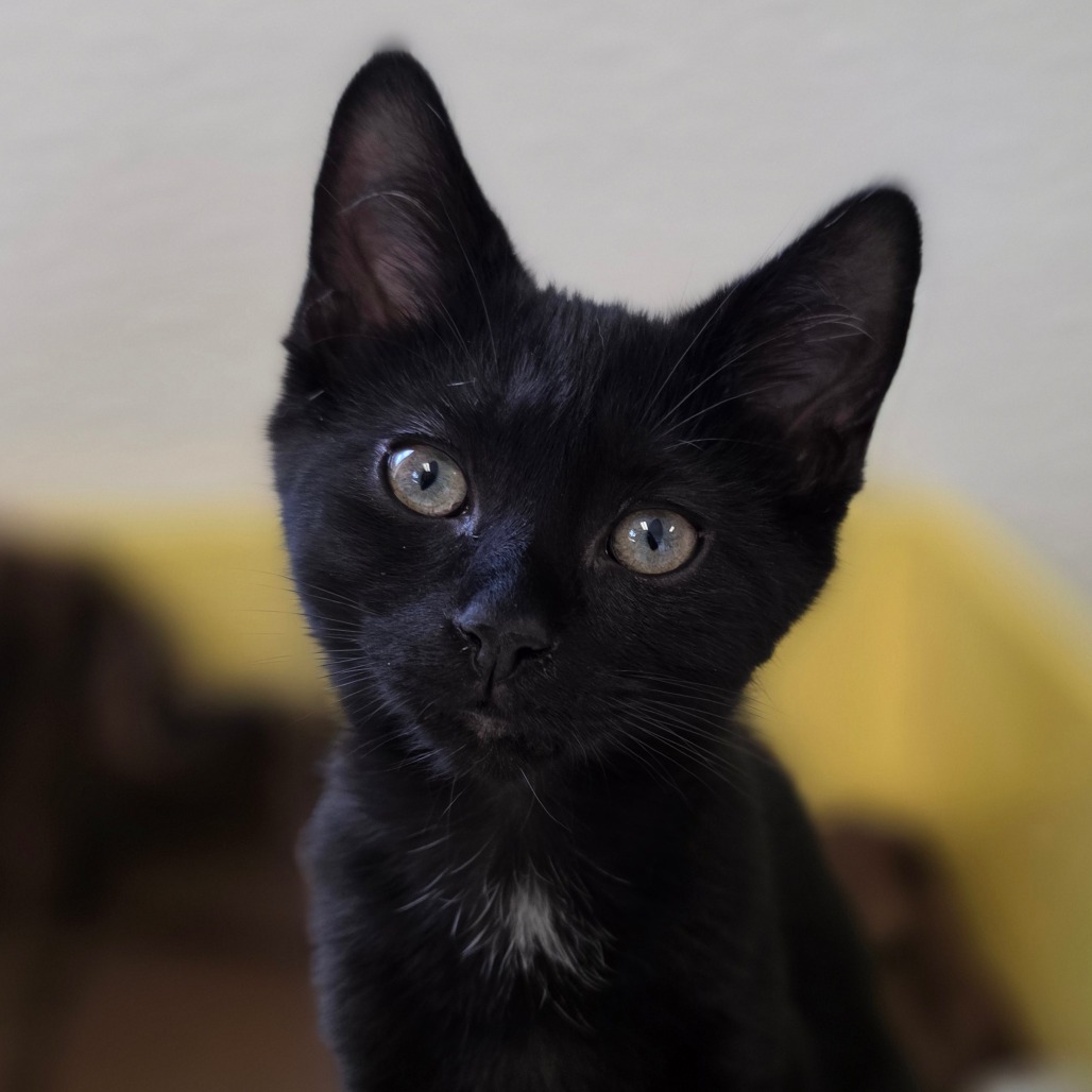 Mieze