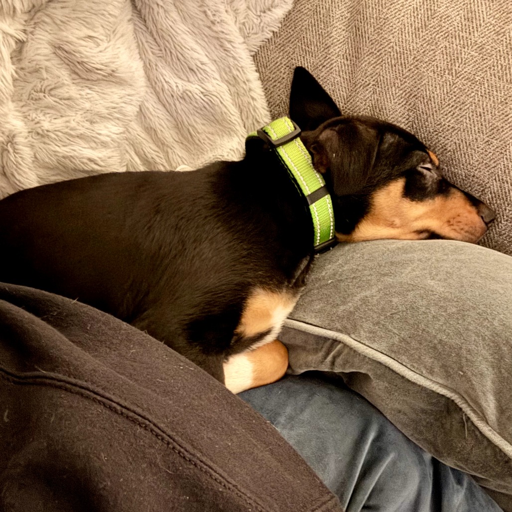 Linus — thumbnail 3