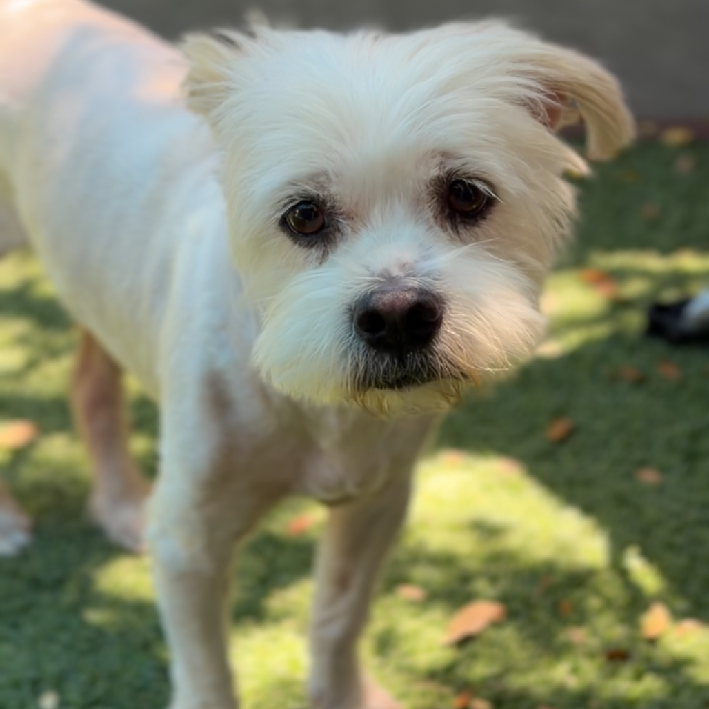 Phil A2282061, photo 4