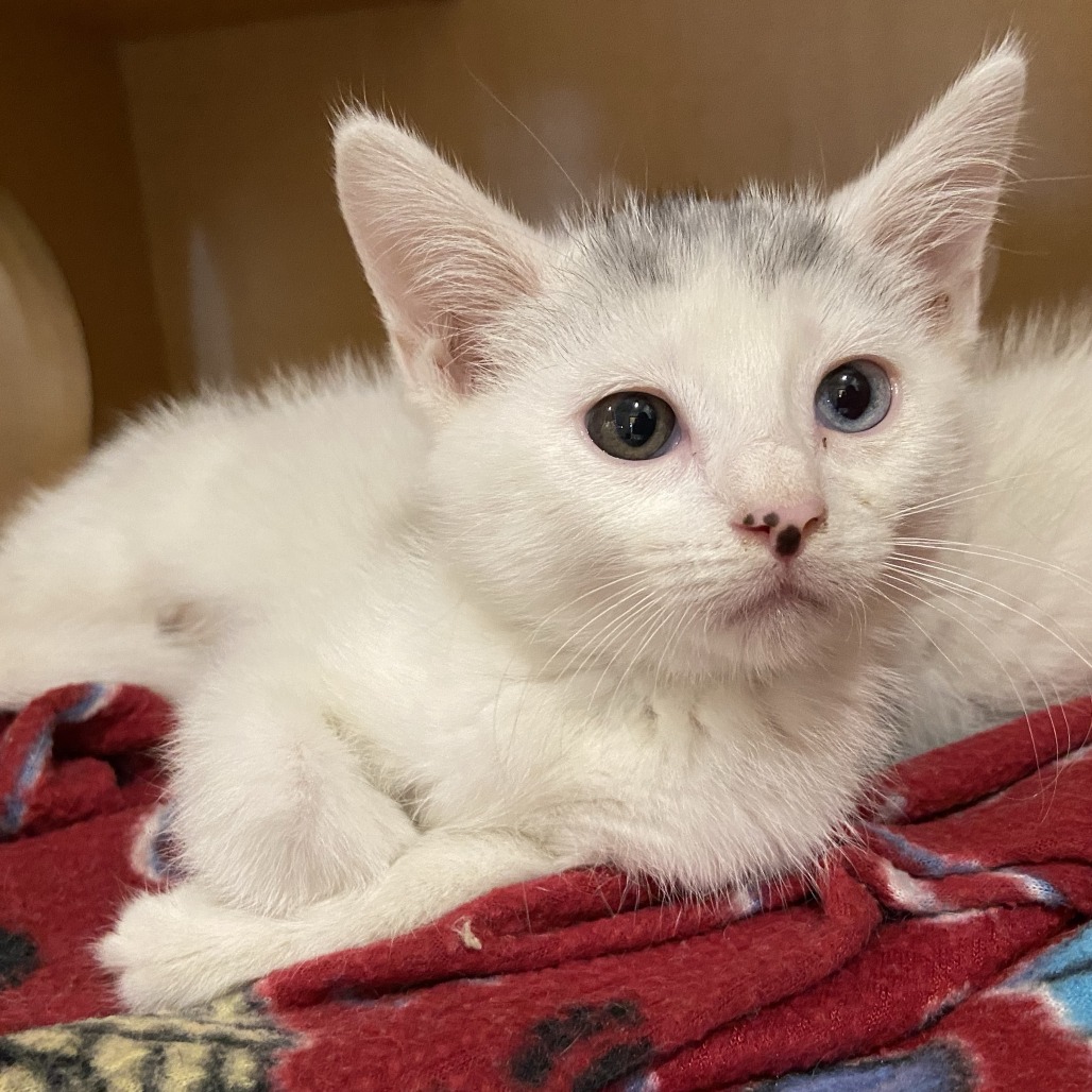 EYELASH - Domestic Shorthair available for adoption
