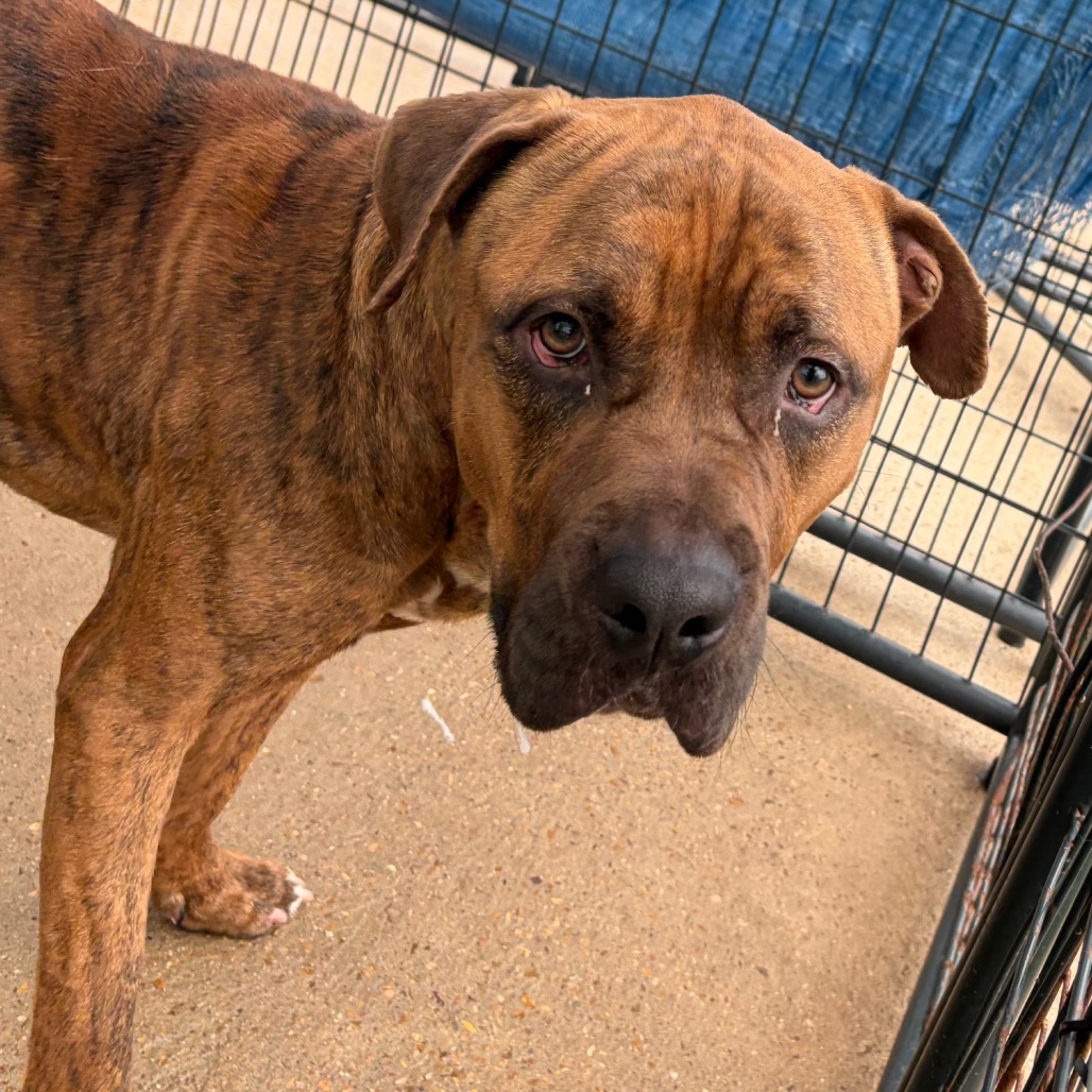 Lector , an adoptable dog at SPCA-BC