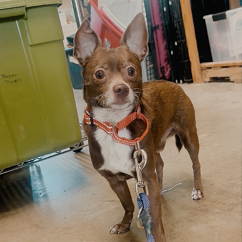 Cecil