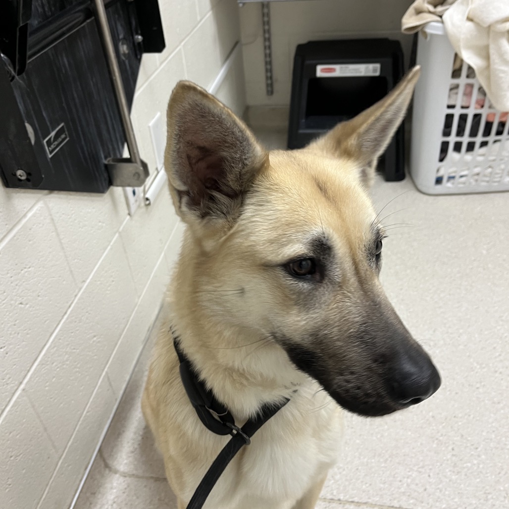 Amada — thumbnail 2