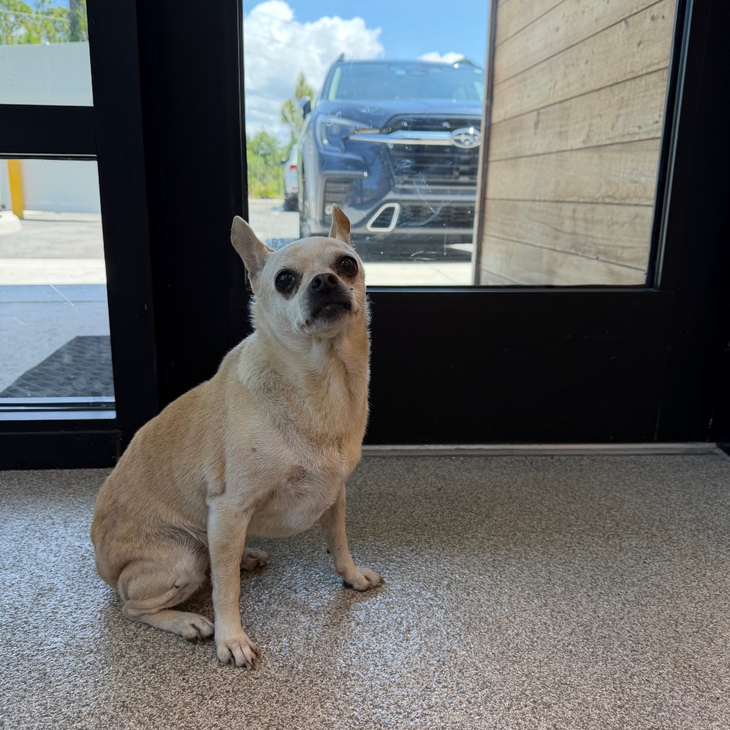 Chihuahua