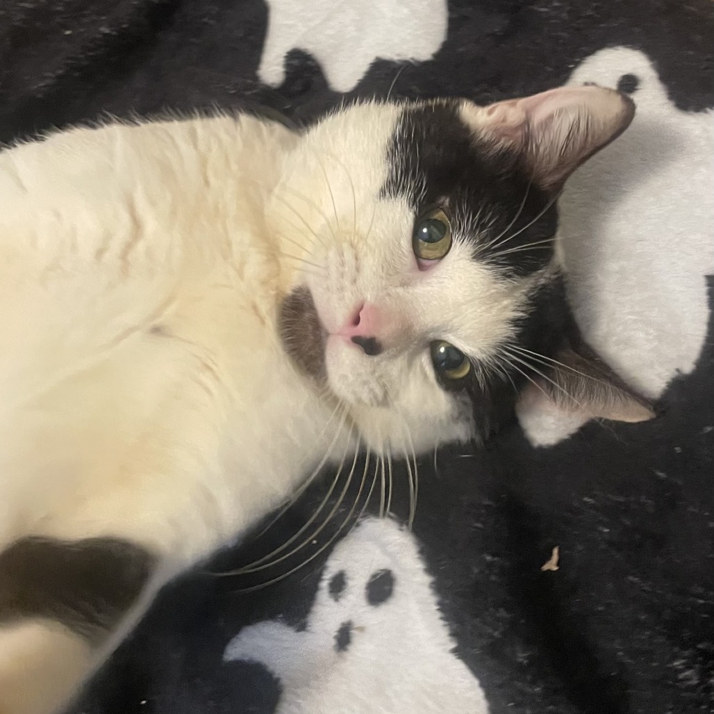 Photo of Ferdinand