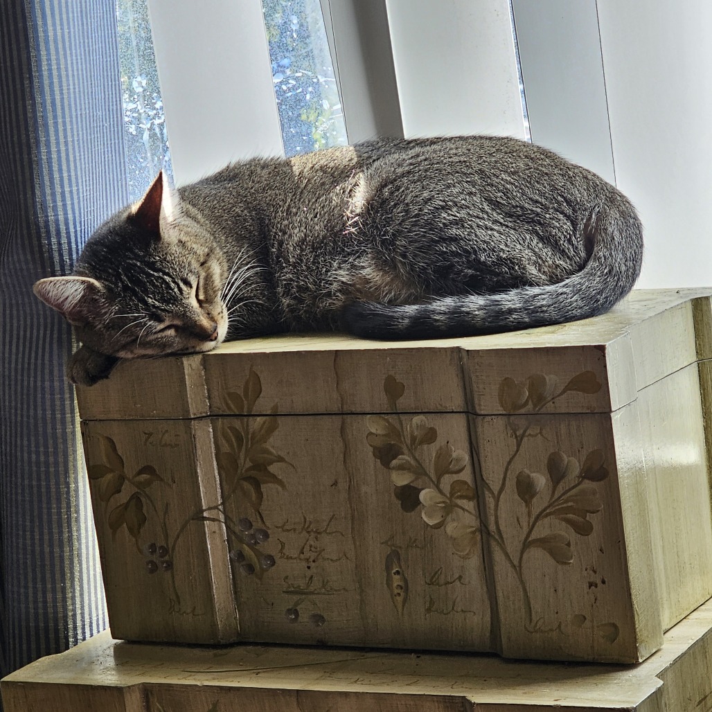 Salma: Female 17 Domestic Shorthair/Unknown