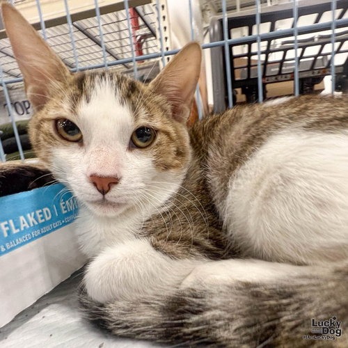 RIO - Domestic Shorthair / Mix available for adoption