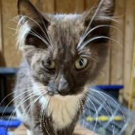 Ardy, available for adoption