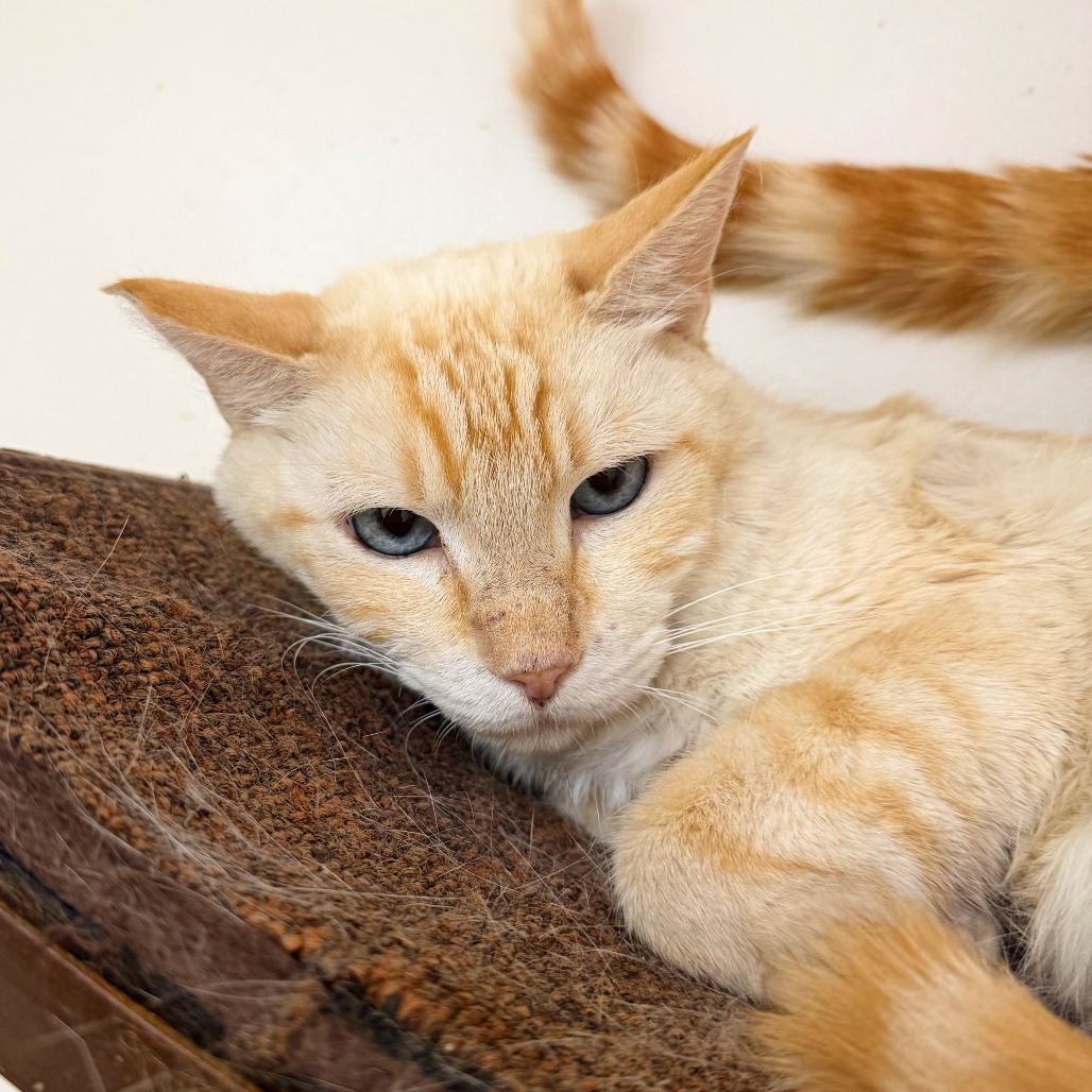 HUNNIE - Domestic Shorthair available for adoption