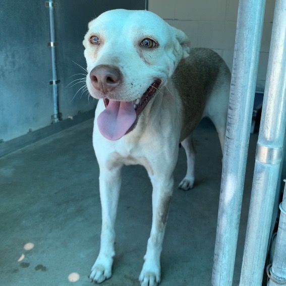 MISTY - Shepherd / Mixed Breed (Medium) available for adoption