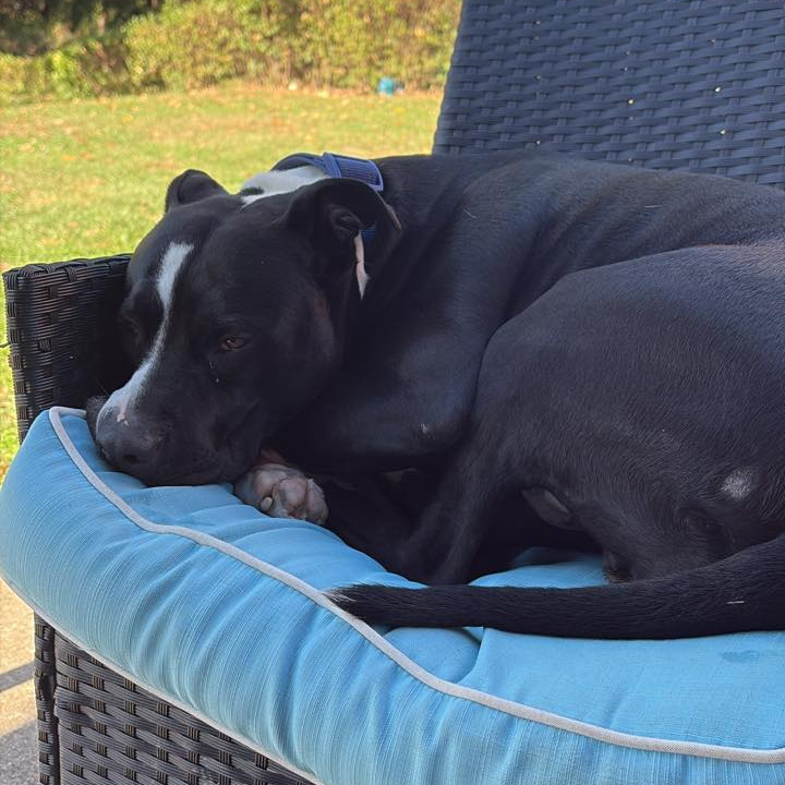 Photo of General Tso 74