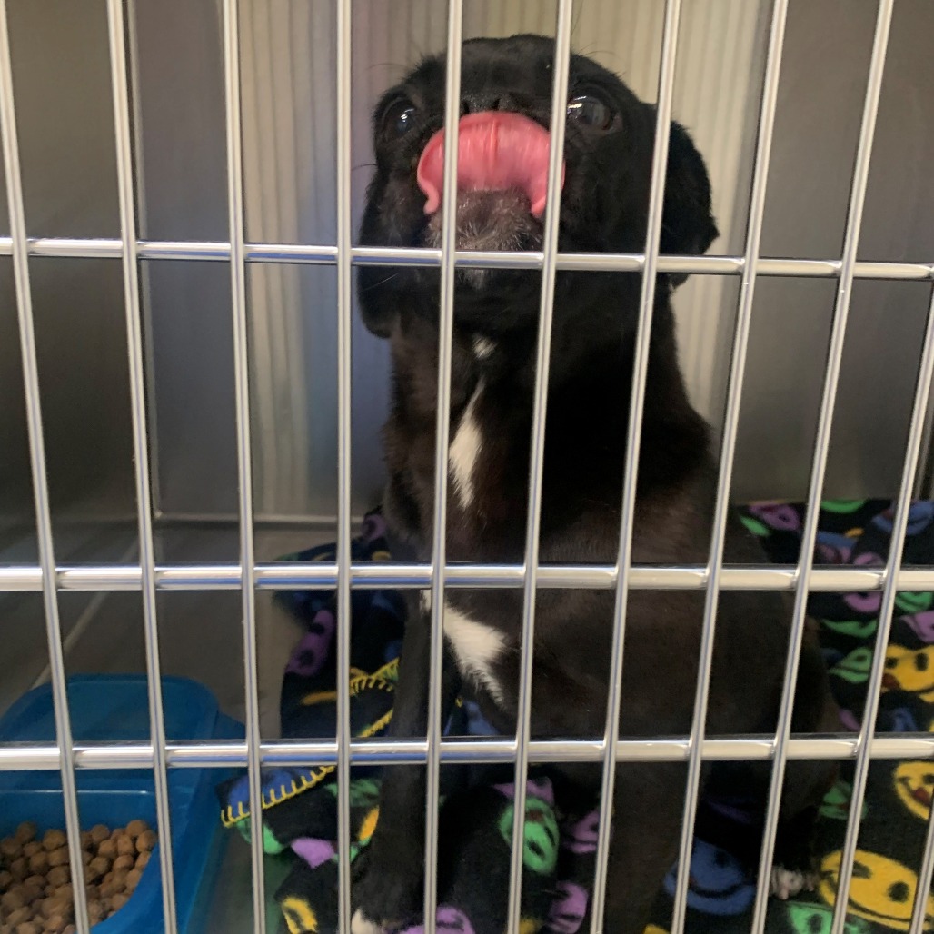Kennel#32 Miss Pugzy's preview photo