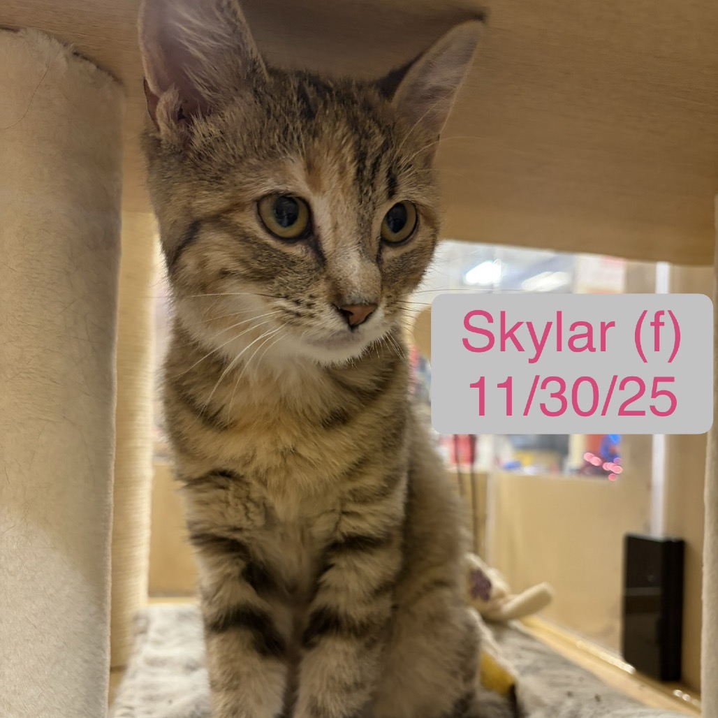 SKYLAR - Domestic Shorthair for adoption in Aurora