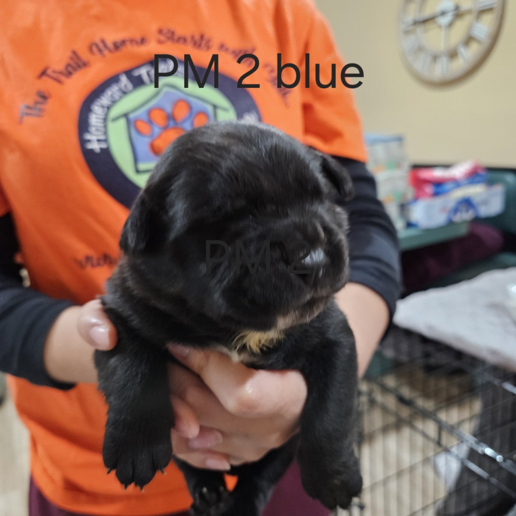 Petra's Pup- Wyatt — thumbnail 2