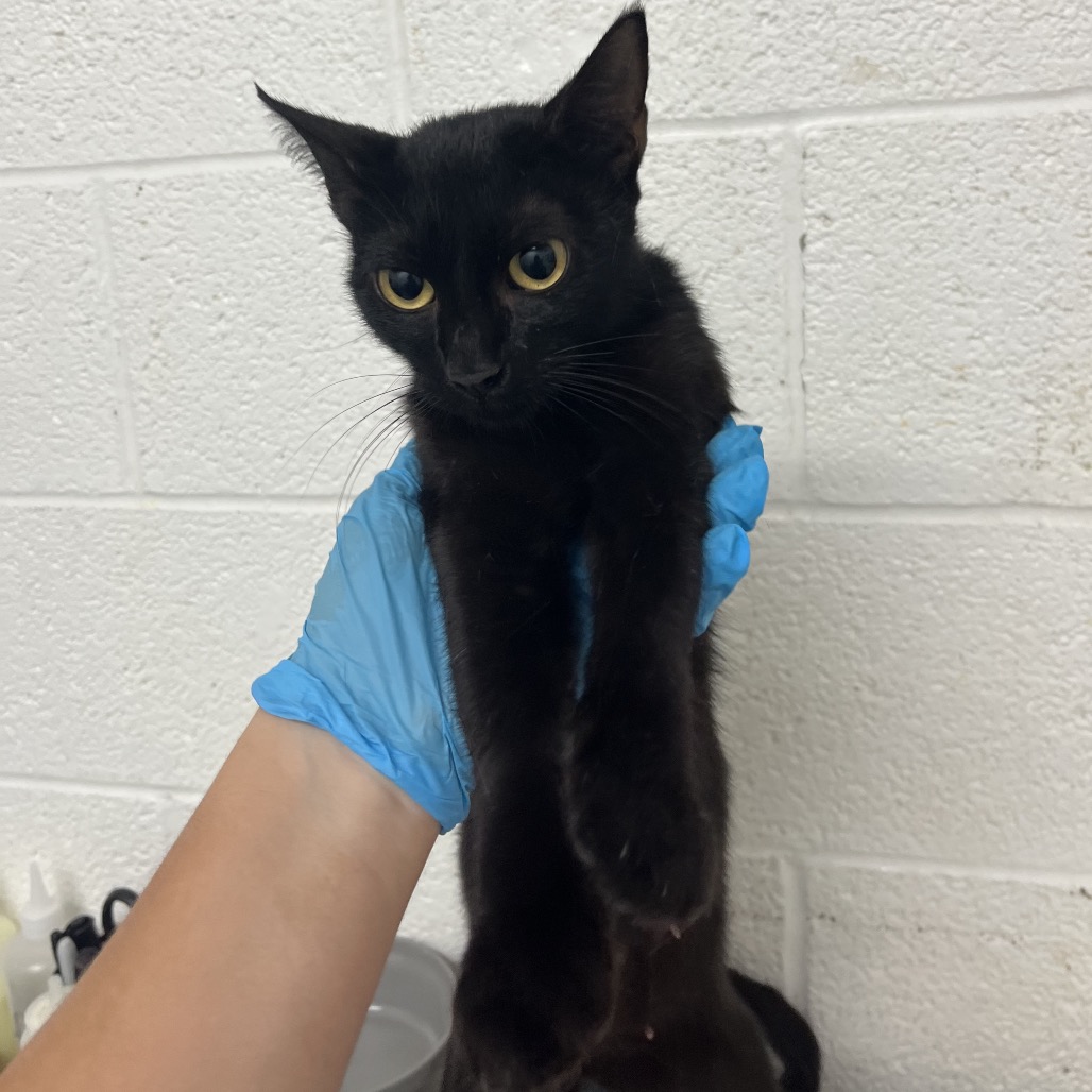 JAX - Domestic Shorthair available for adoption