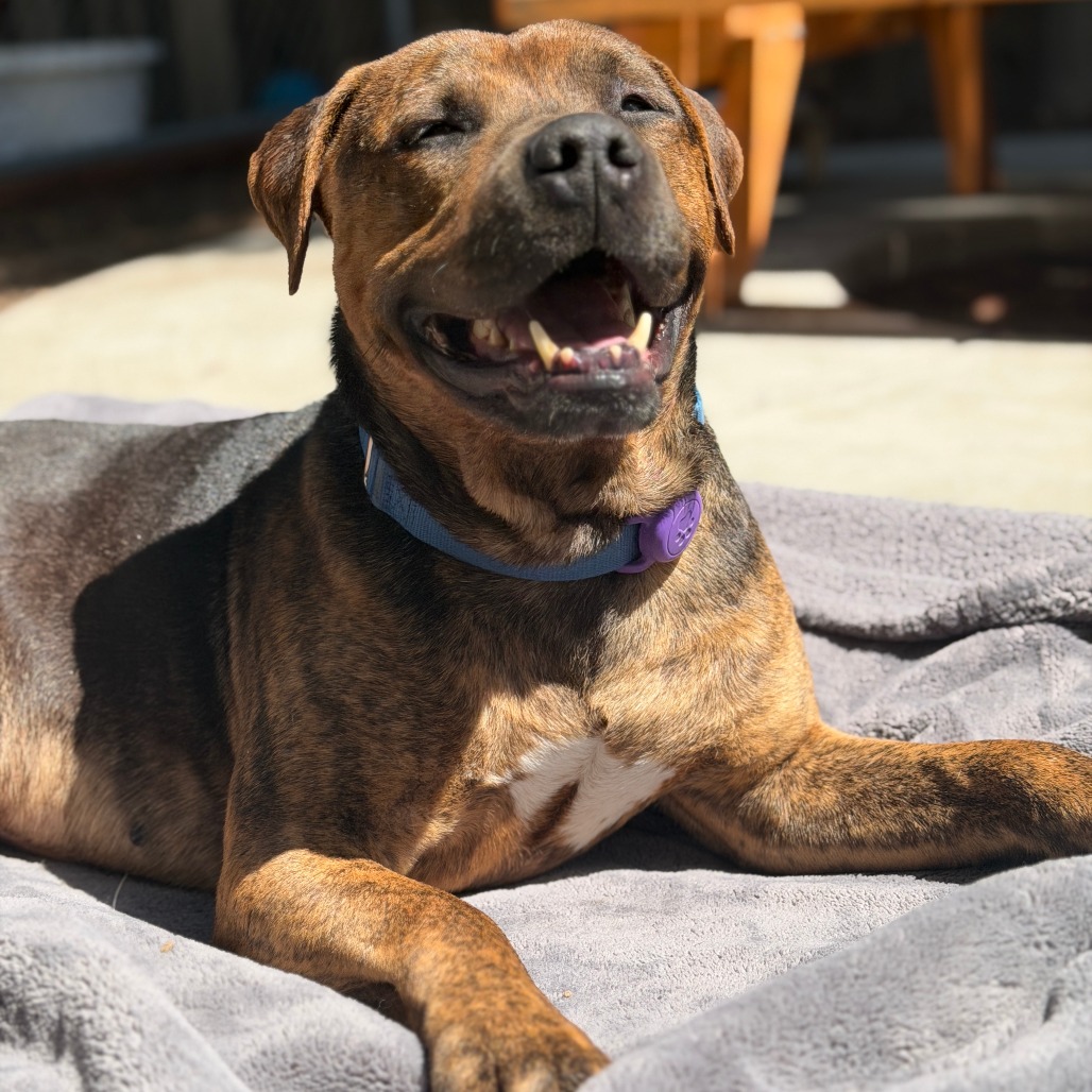 PUGSLEY - Mixed Breed (Medium) for adoption in Santa Rosa