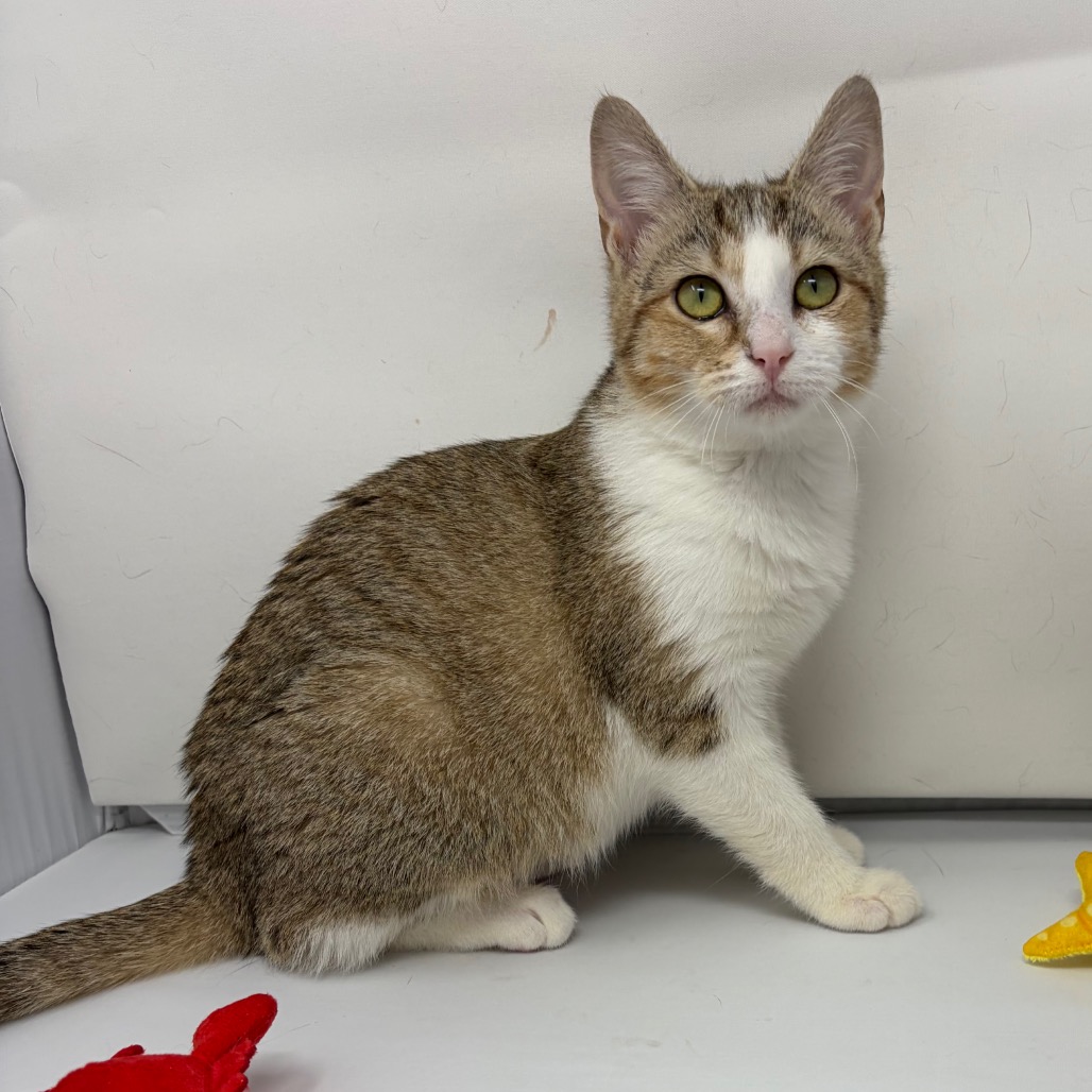 Elsa — thumbnail 5