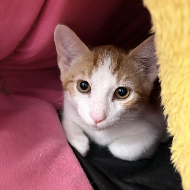 BRILLIANT - Domestic Shorthair available for adoption