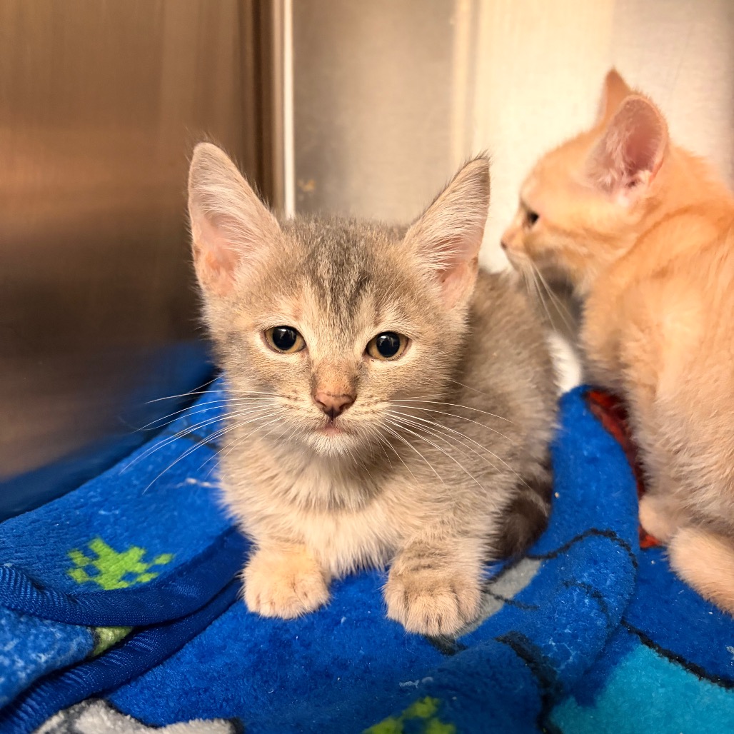 AMARA - Domestic Shorthair for adoption in Edinburg