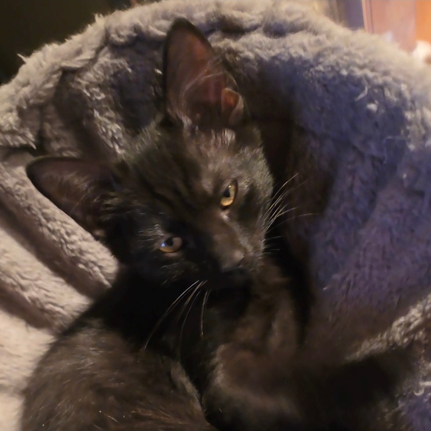 COAL - Domestic Shorthair available for adoption