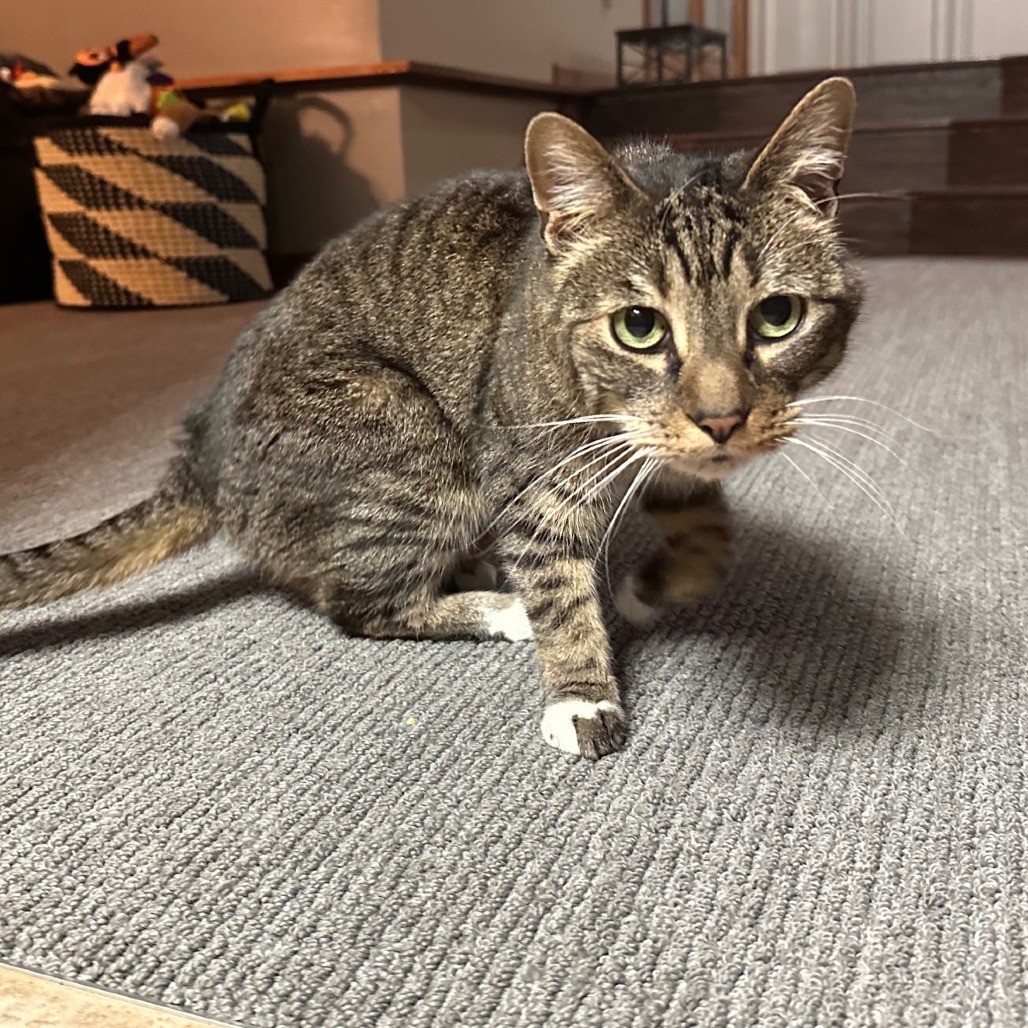 ROCKY - Domestic Shorthair available for adoption