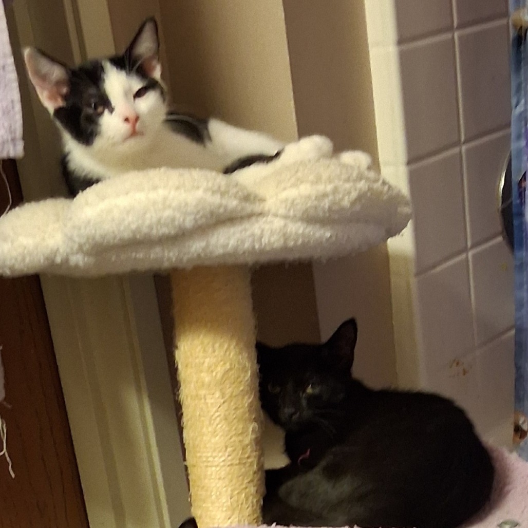 Eclipse & Crescent *Bonded Pair*, photo 2