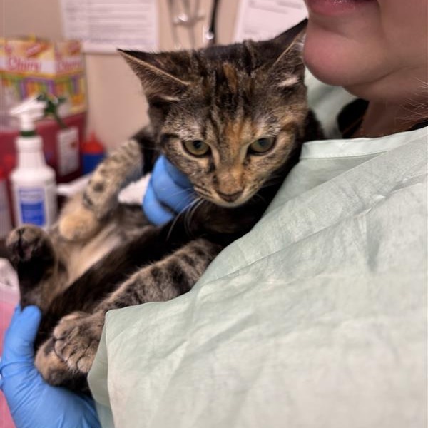 KETCHUP - Domestic Shorthair available for adoption