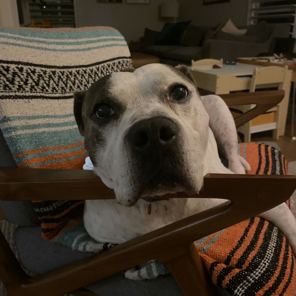 Dewey, additional photo