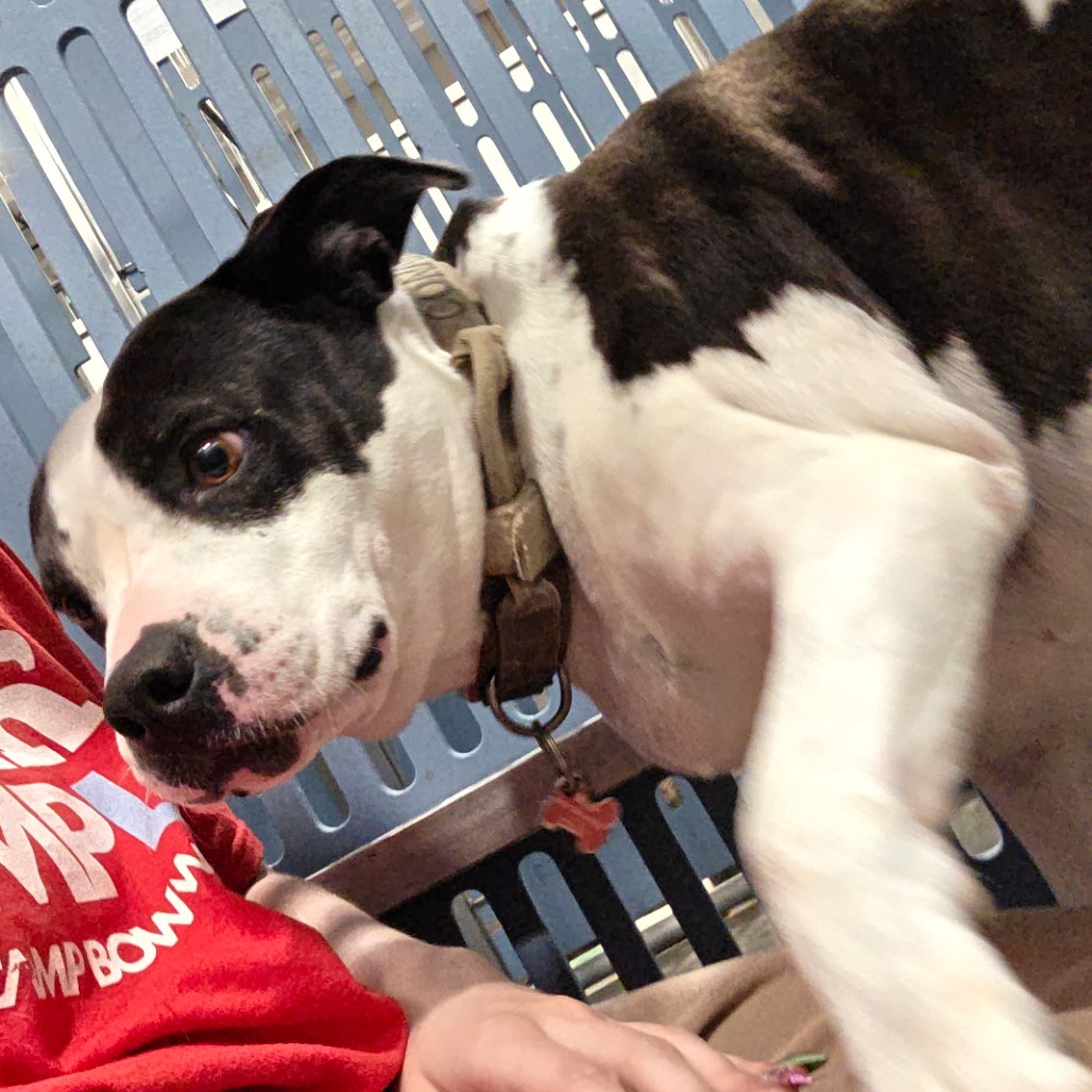 Bella — thumbnail 9